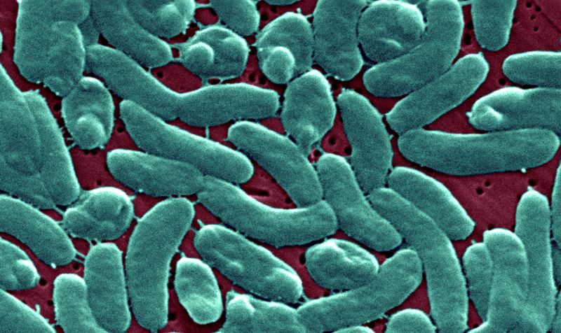 3 People Have Died After Infection With Rare Flesh-eating Bacteria In ...