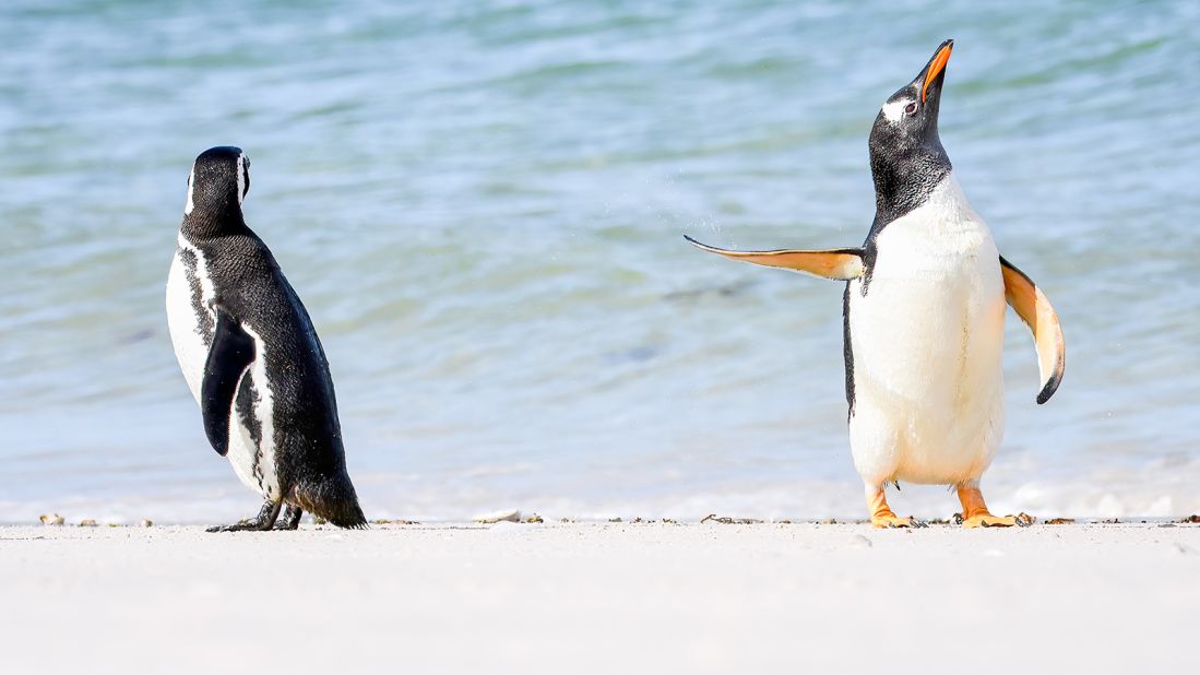 A gentoo penguin gives his mate the snub in the Falkland Islands.