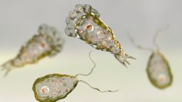Brain-eating amoeba infection, naegleriasis. Flagellate forms and trophozites of the parasite Naegleria fowleri, 3D illustration; 