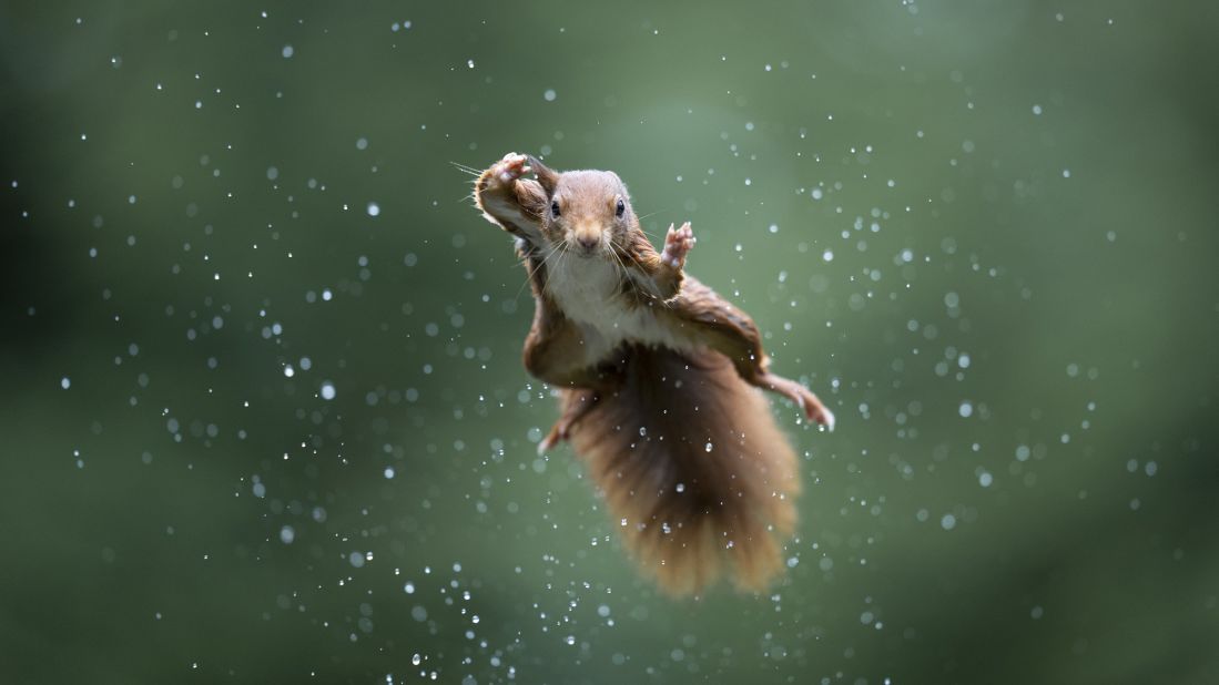 A squirrel flies like a superhero during a rainstorm in the Netherlands.