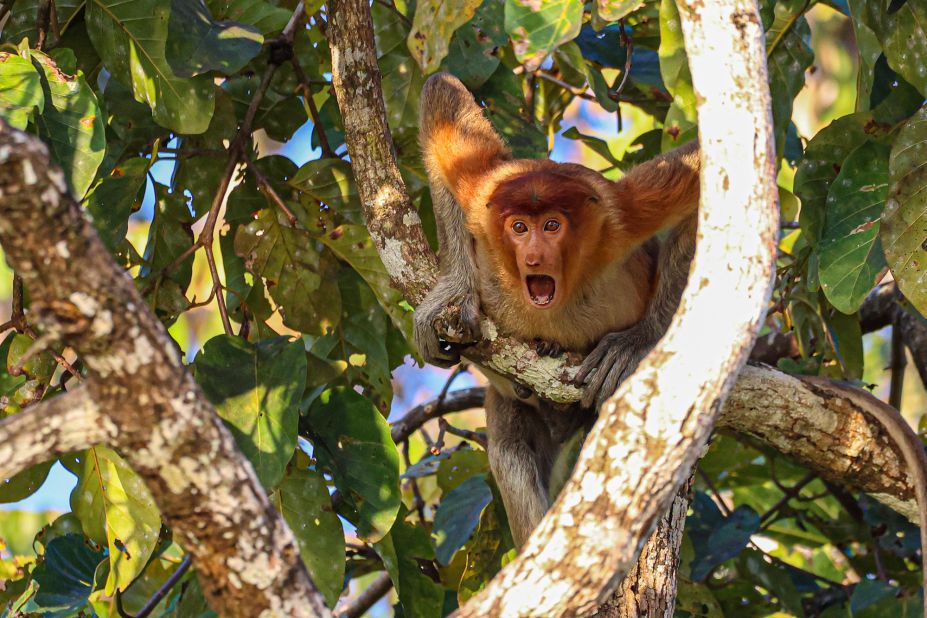 A probiscis monkey in Borneo is shocked to the very core.
