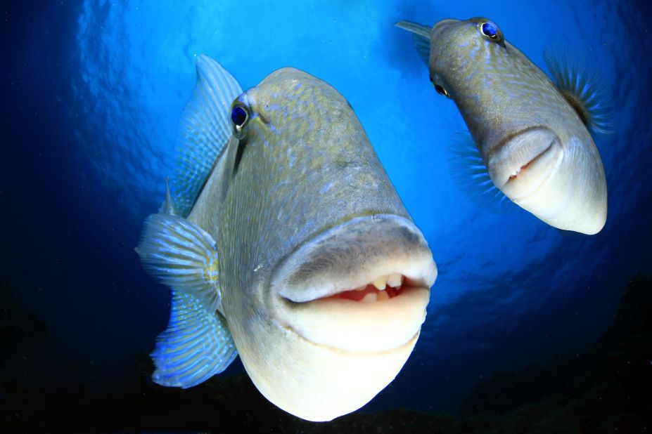 "Say cheese": A couple of triggerfish pose for the camera.