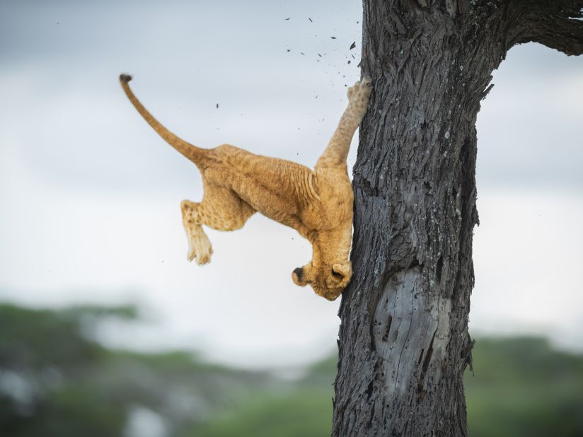 A lion cub fails Cat 101 as it tries to climb a tree in Tanzania.