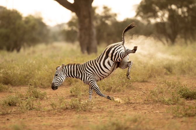 This buckarooing zebra lets one fly in Kenya.
