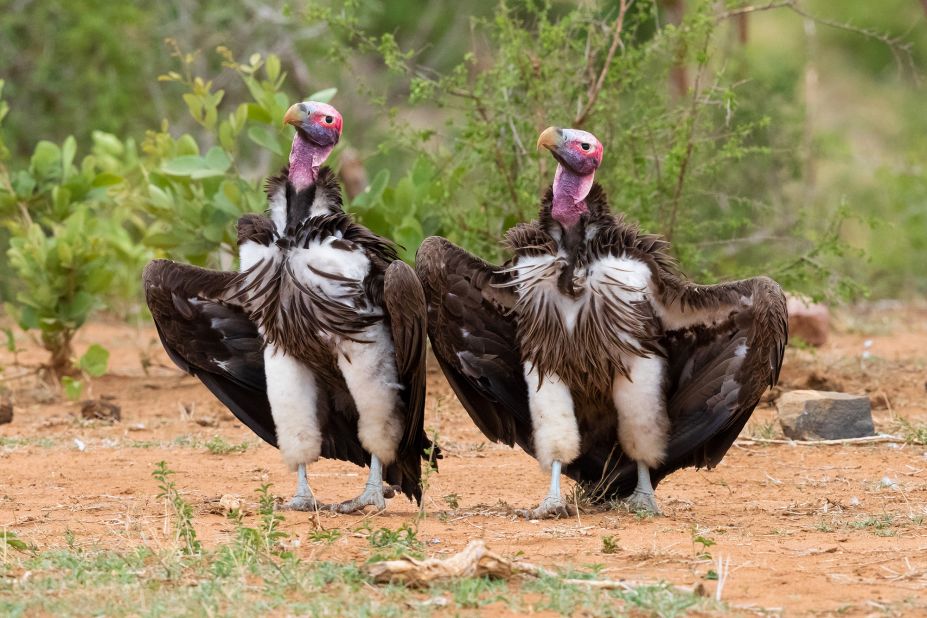 Lappet-faced vultures strut their stuff in South Africa.