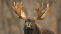 A moose gives a toothy -- and goofy -- grin in Wyoming, US.
Jorn Vangoidtsenhoven/Comedy Wildlife Photography Awards 2022