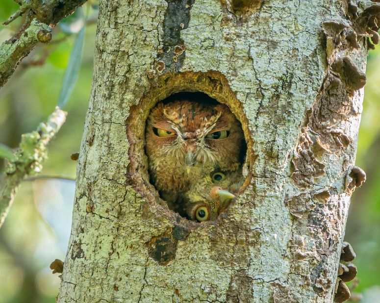 It's a tight squeeze in this owl nest in Florida. 