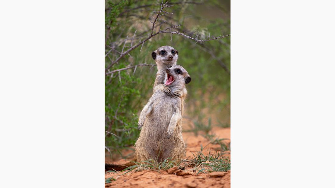 Meerkats joke around in South Africa.