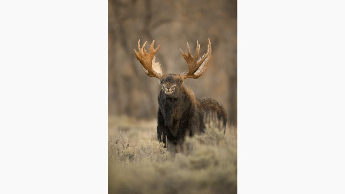 A moose gives a toothy -- and goofy -- grin in Wyoming.