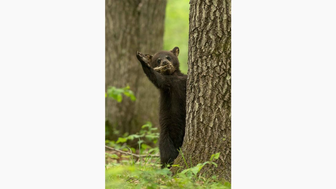 "Adieu, my friends!" A black bear cub gets dramatic in Wisconsin.