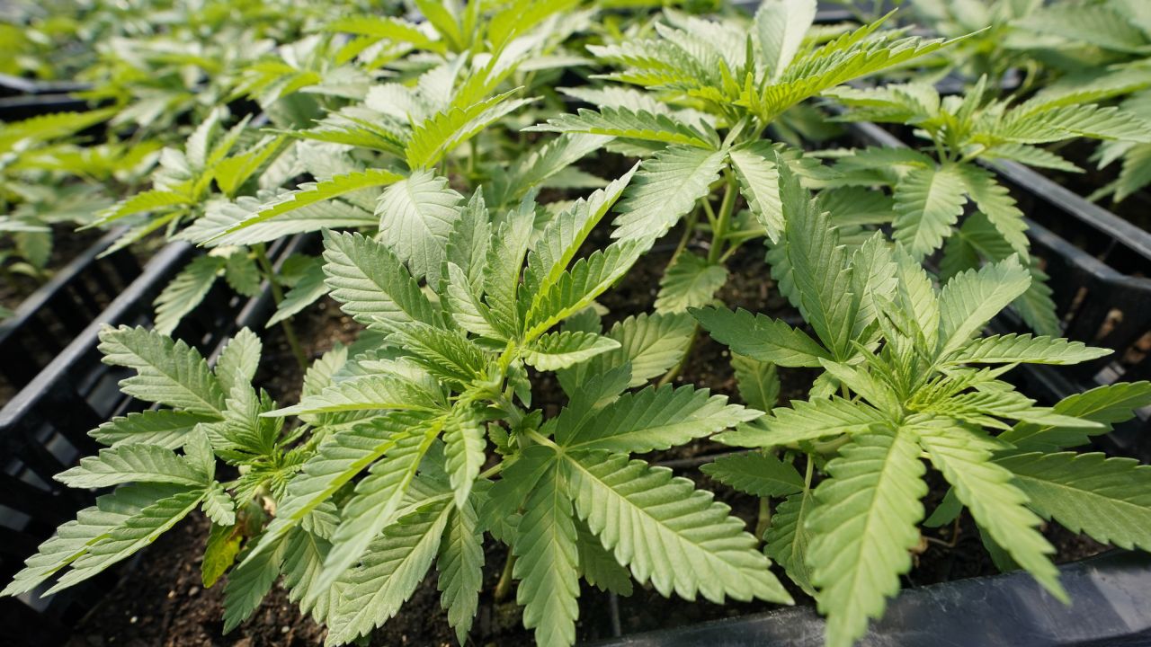 Marijuana plants for the adult recreational market are are seen in a greenhouse at Hepworth Farms in Milton, New York, on Friday, July 15, 2022.