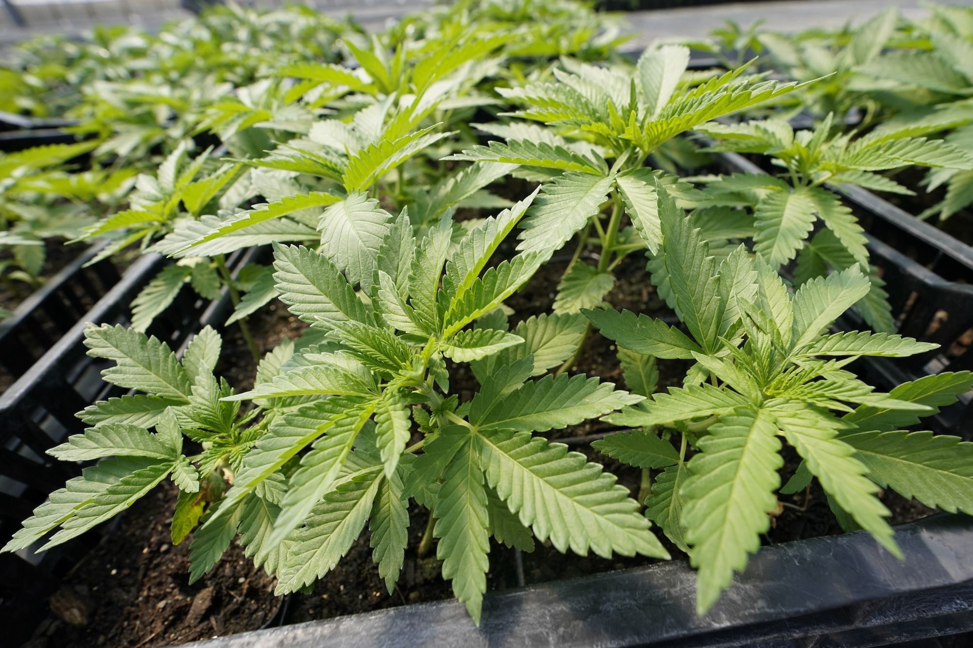 Minnesota legalized marijuana. Now it's giving a Missouri-based