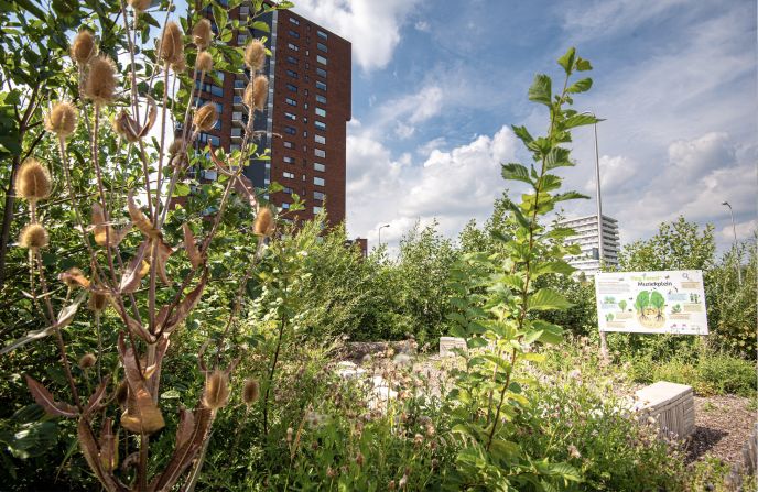 Miniature urban forests are being touted as a way to rewild our cities and make them more sustainable. In the Netherlands, the Tiny Forest scheme has established more than 250 plots at places like business parks and schools.