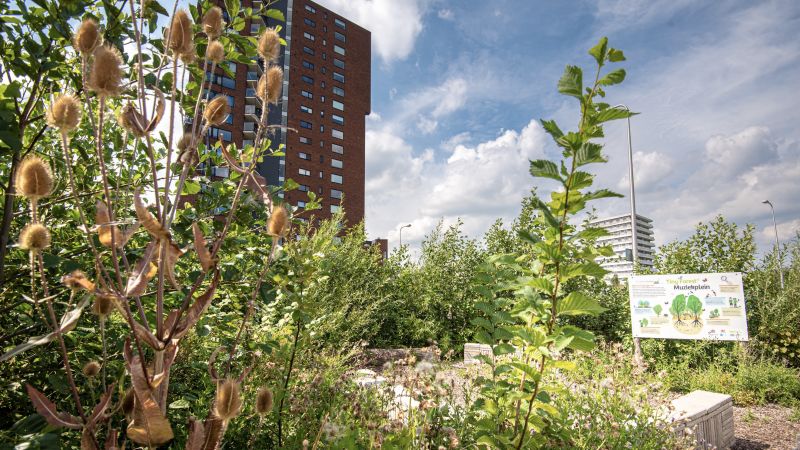 Urban rewilding is bringing wildlife to the heart of cities | CNN