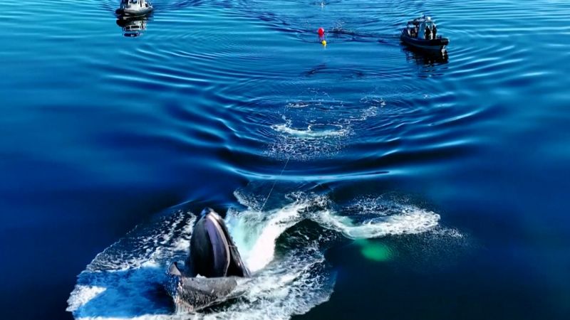 Watch: Rescuers free humpback whale entangled in fishing gear off Texada Island | CNN