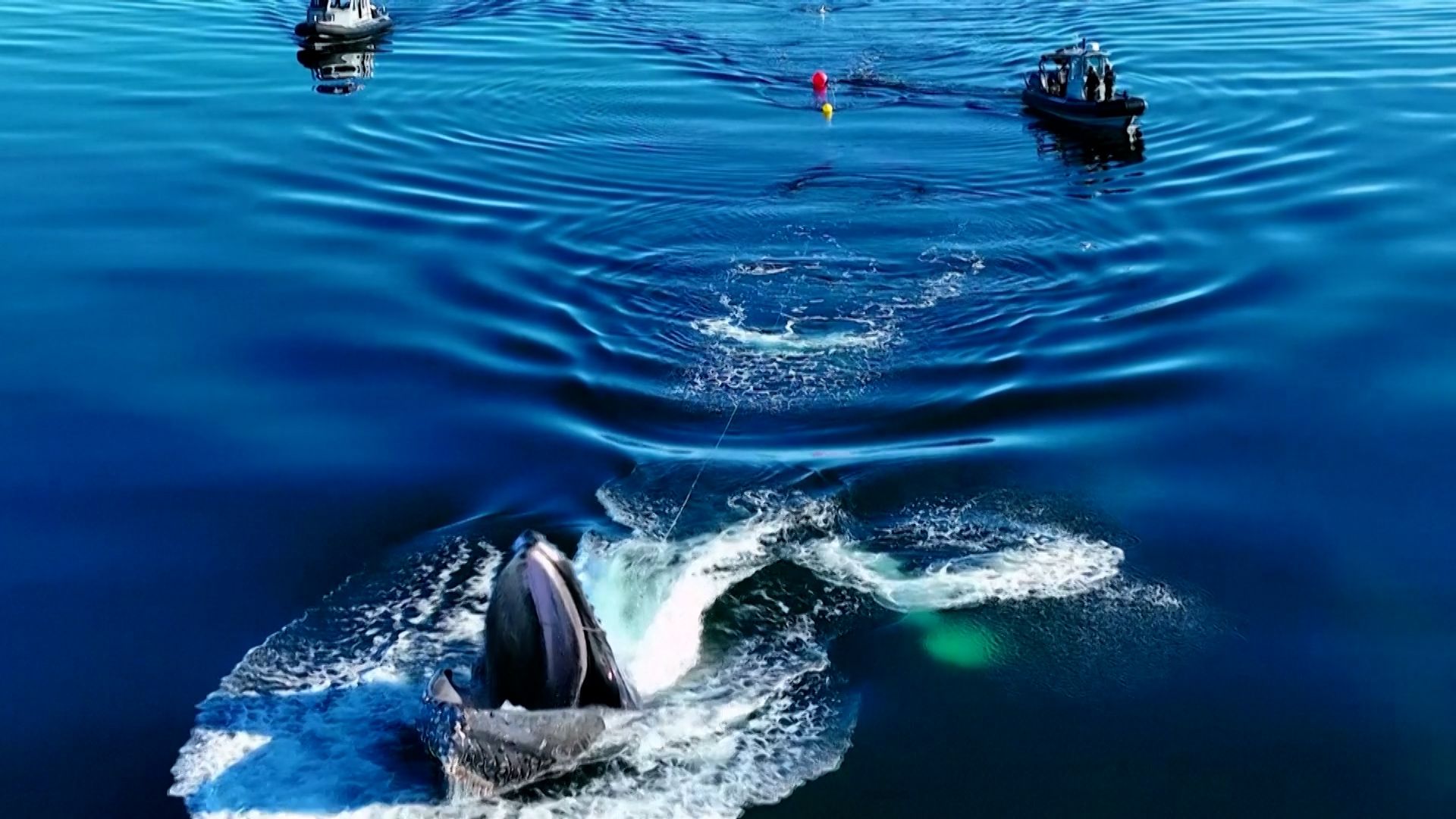 Video: Whale entangled in fishing gear off Peninsula