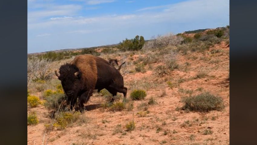 bison attack hiker texas