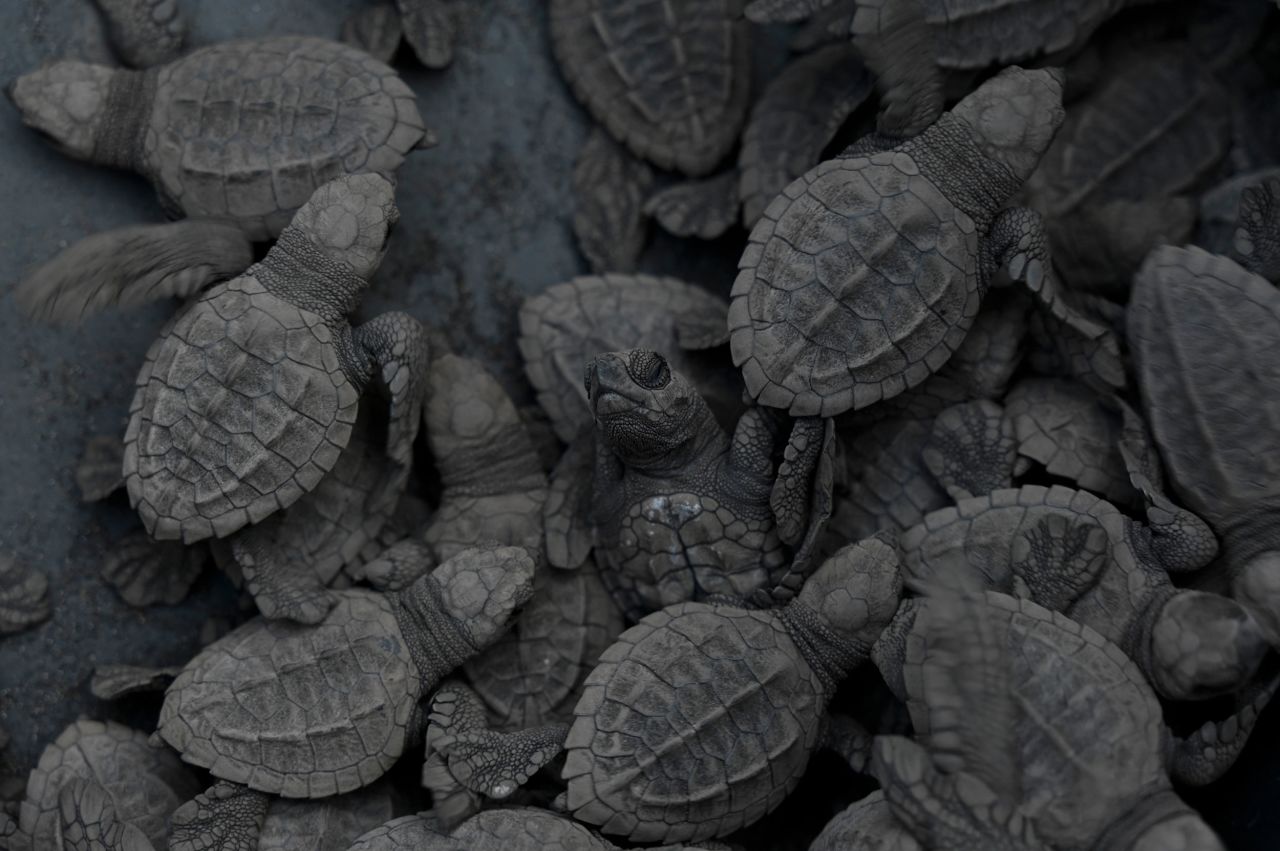 Turtle hatchlings head to the sea after being released on the beach of Sipacate, Guatemala, on Wednesday, October 19.