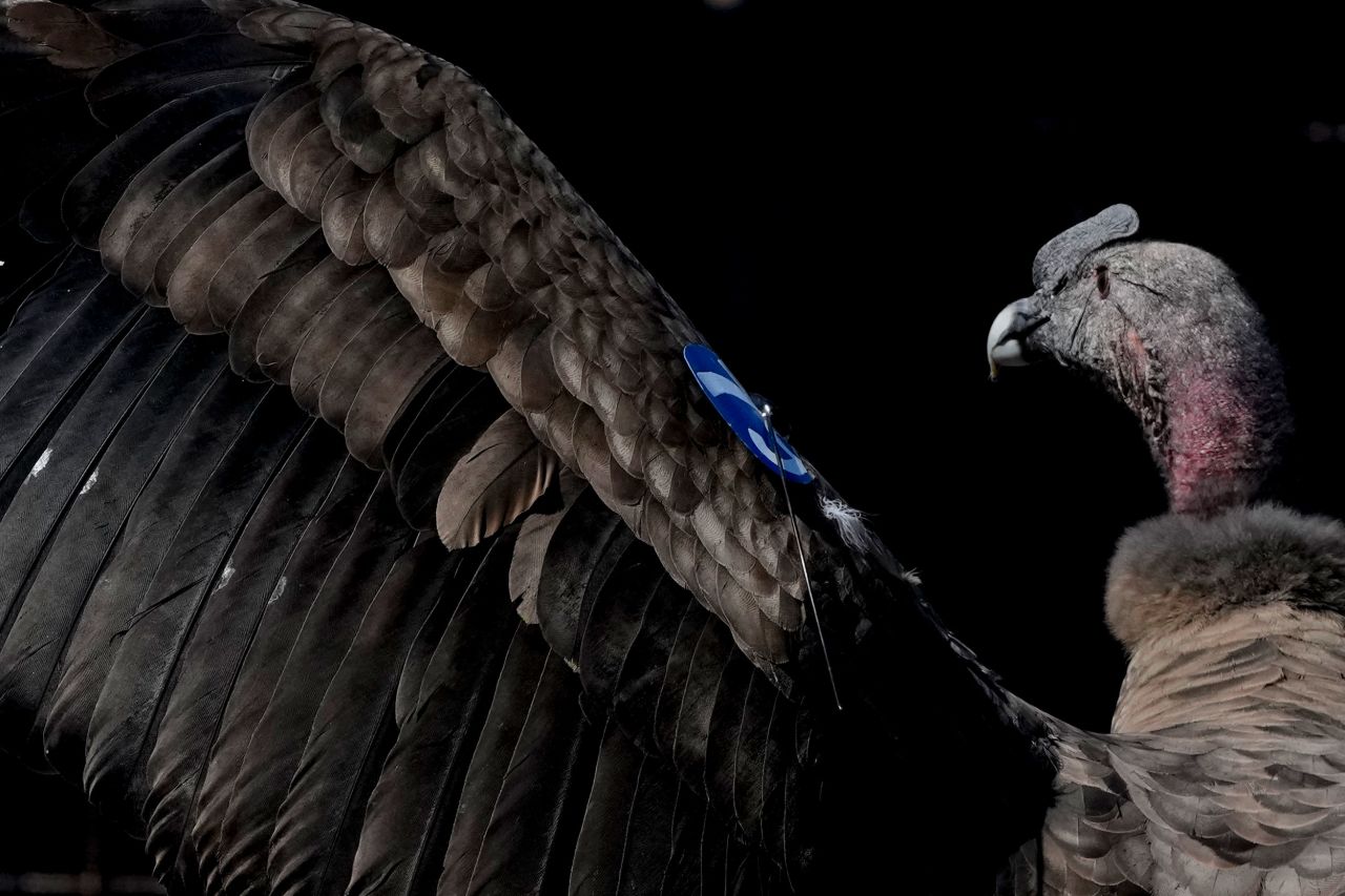 An Andean condor named Yastay, meaning god that is protector of birds, spreads his wings after being freed by a conservation program in Rio Negro, Argentina, on Friday, October 14. Yastay was born in captivity and spent almost three years with the conservation program.