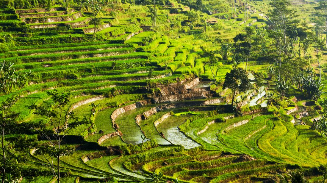 <strong>Landscapes of Central Java: </strong>During the train ride through the mountainous valleys, guests will see the typical landscapes of Java -- rice fields, tropical forests with rolling hills, volcanoes and rivers -- all while listening to tales of Javanese history and culture from Amanjiwo's resident anthropologist.
