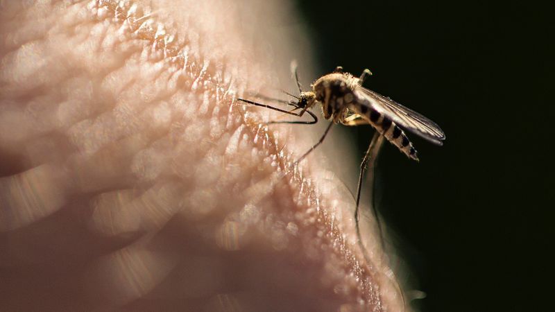 Here's why mosquitoes are attracted to some people more than others