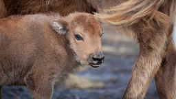 The surprise baby was born in September, according to the Kent Wildlife Trust, which is leading the project to reintroduce the once-extinct species to the United Kingdom.