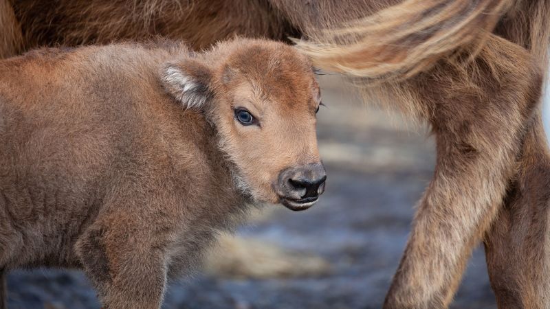 The first baby bison has been born in UK 'rewilding' program