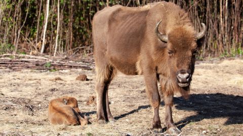 The calf joins three adult female bison who were released in July.