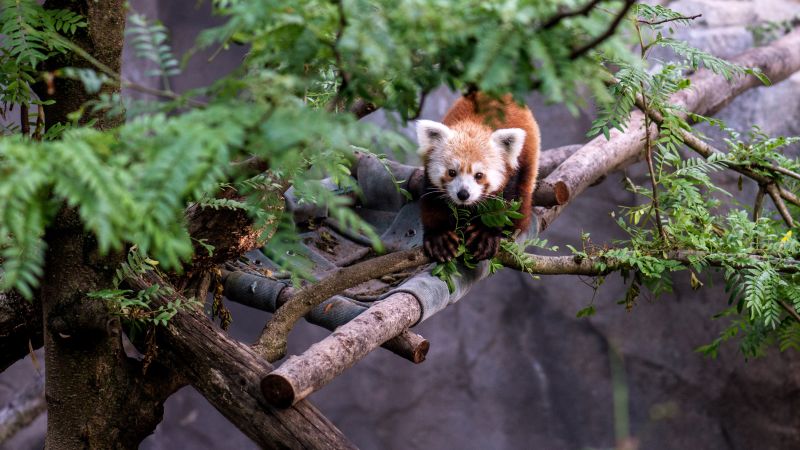 Rusty, DC's famous fugitive red panda, has died
