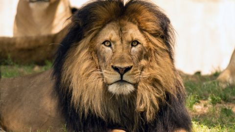 Luke, a 17-year old African lion at the Smithsonian National Zoo, was euthanized due to ongoing health problems.