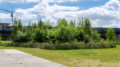 Tiny Forests attract animals and plants to cities.