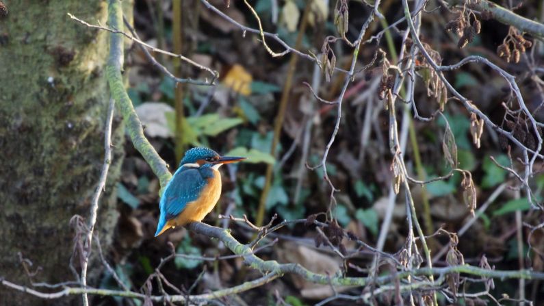 The London Rewilding Task Force is supporting numerous schemes to encourage wildlife, including developing new woodlands.