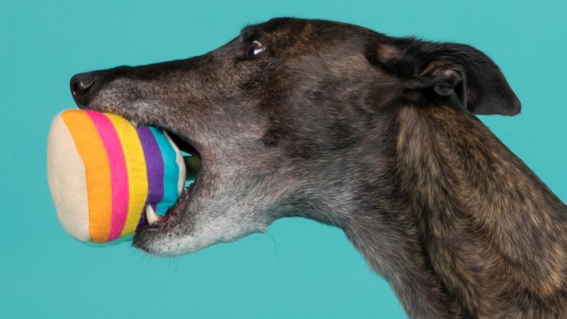 Your dog can earn $10,000 a year as a pup influencer | CNN Business