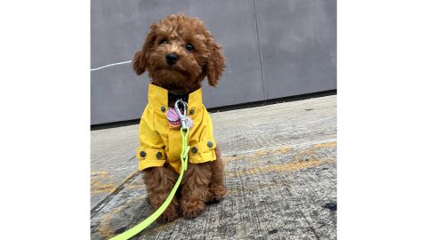 Max Bone Talon Raincoat