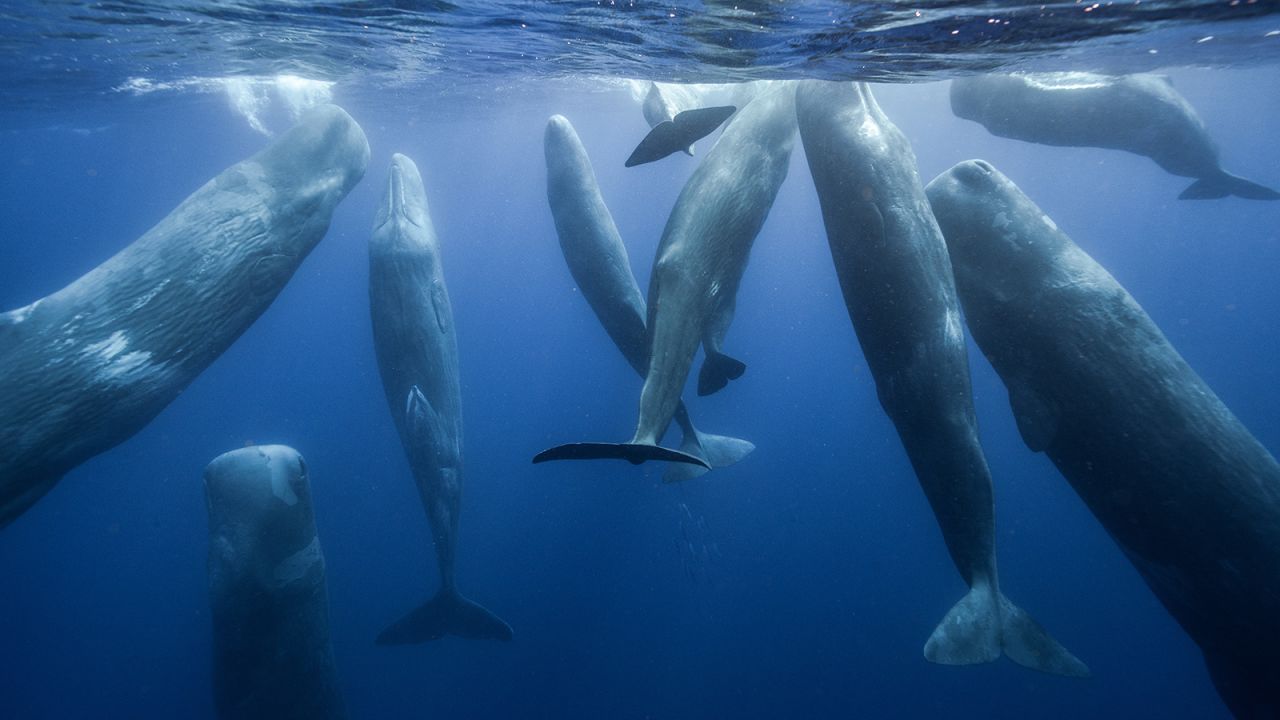 Young sperm whales in waters surrounding the Azores. The Portuguese archipelago is on National Geographic's Best in the World list in the "nature" category.