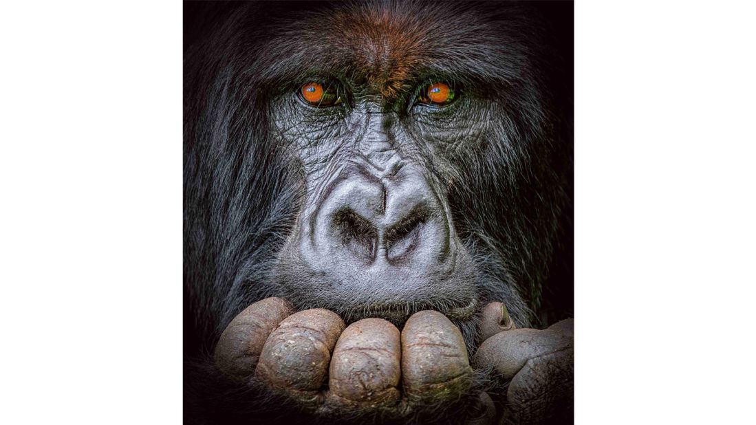 In the 2022 edition of the Benjamin Mkapa African Wildlife Photography Awards, this striking image of a contemplative gorilla, taken in Rwanda, was awarded the "Grand Prize." The photographer, US-based Michelle Kranz, said she was especially drawn to this endangered ape's "striking, mesmerizing gaze." <strong>Explore the gallery to see more selected photos from this year's awards. </strong>