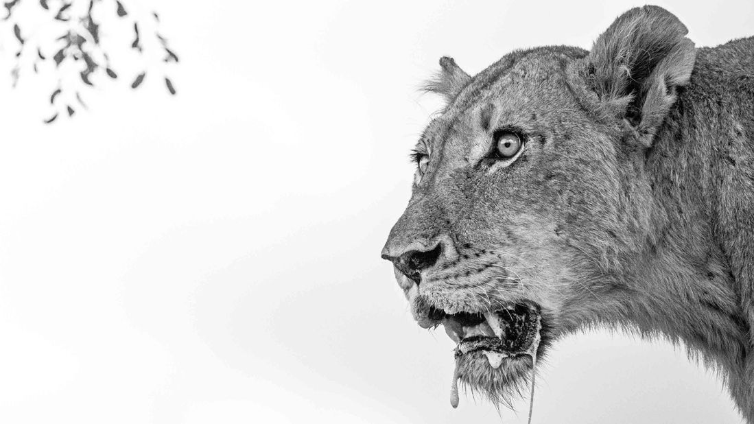 Jaime Freeman was just 15 years old when he took this powerful picture in South Africa, winning the "Youth in Africa" category. "We rushed to a small clearing and found a lioness in a tree feeding on a pungent impala carcass; she looked up and was foaming at the mouth," Freeman told AWF.