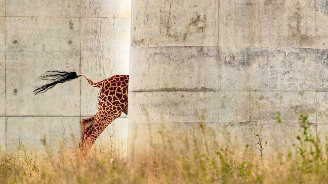 This image, taken in Kenya by Jose Fragozo, won the "Coexistence and Conflict" category. In 2019, Kenya completed building a railway that cuts through Nairobi National Park, and here a giraffe is pictured running between the railway pillars. "It was likely feeling the vibrations and noise from an approaching train," said Fragozo. 