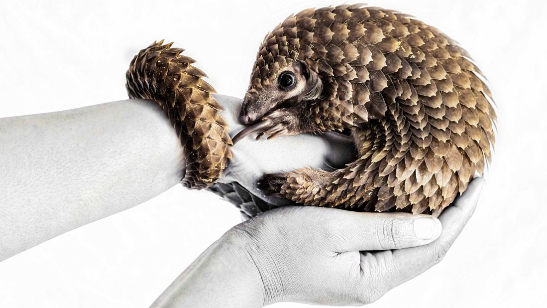 This rare creature is the endangered white-bellied pangolin. South Africa-based photographer Prelena Soma Owen won the "Creative Digital" award for this image, taken at Saint Mark's Animal Hospital in Nigeria, where 40 orphaned pangolins have already been reared and released into a protected area. The animals are particularly at risk from poachers, due to their sought-after scales. 