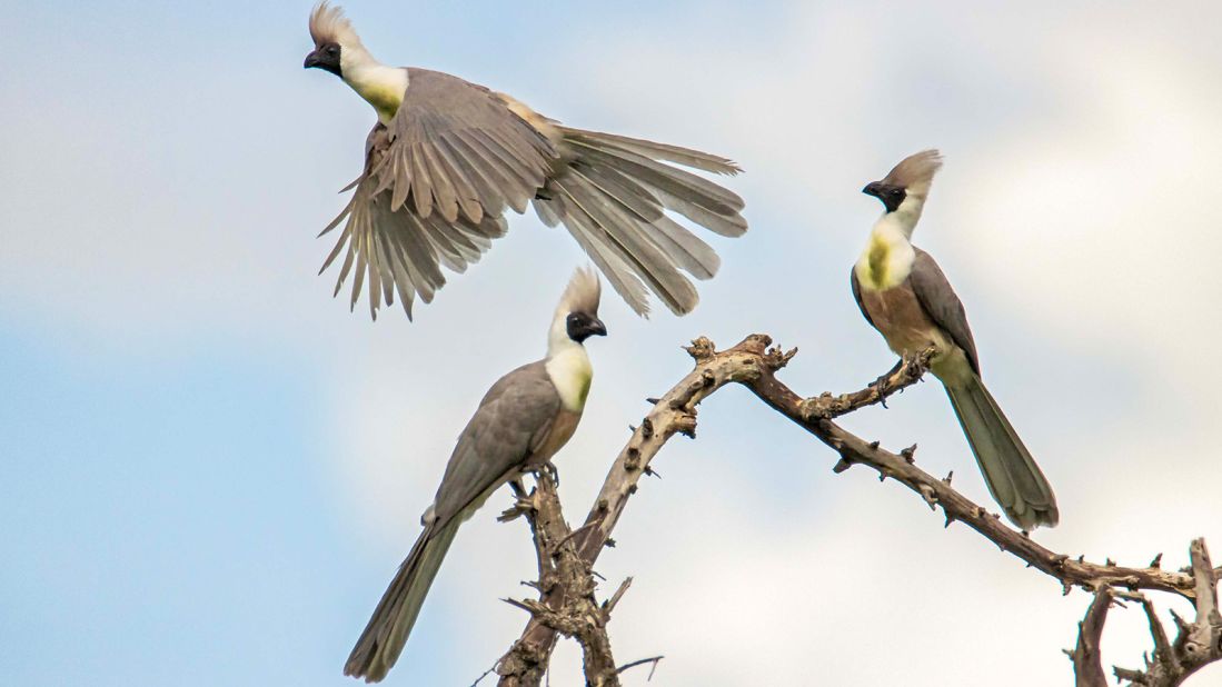 This photo of three bare-faced go-away-birds was captured in Tanzania by 18-year-old, US-based Sadie Hine, winning her the "Youth International" award. The birds are named for their distinctive cry that sounds like "go away, go away". 