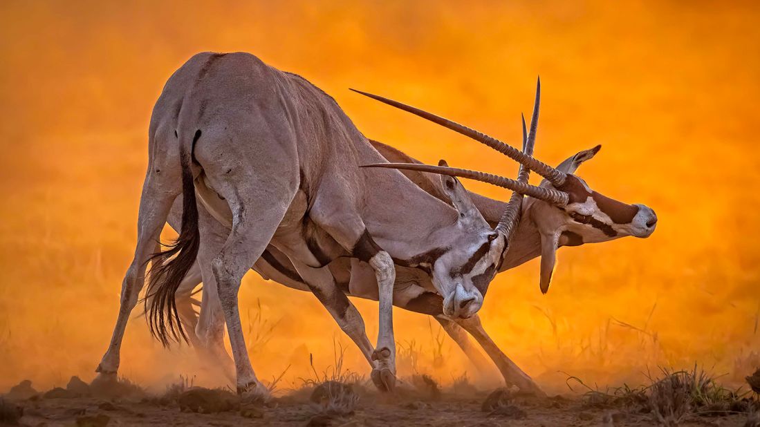 These dueling oryx, clashing horns in a Kenyan sunrise, won the "African Wildlife Behavior" category. India-based photographer Vijayram Harinatham, said that the pair's "constant movement was challenging to frame", but in the end he managed to capture this "magical scene."