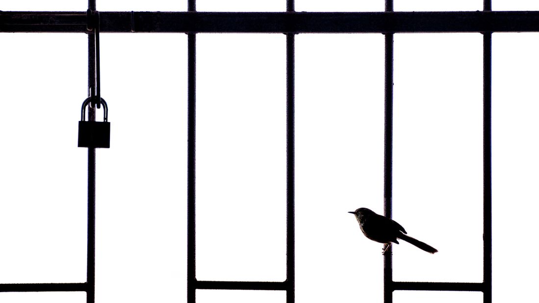 This photograph of a karoo prinia, a small passerine bird, is the winner of the "Africa's Backyard Wildlife" category. "Every morning, this warbler searches for insects from the security gate at my front door," Botswana-based photographer William Steel told AWF. 