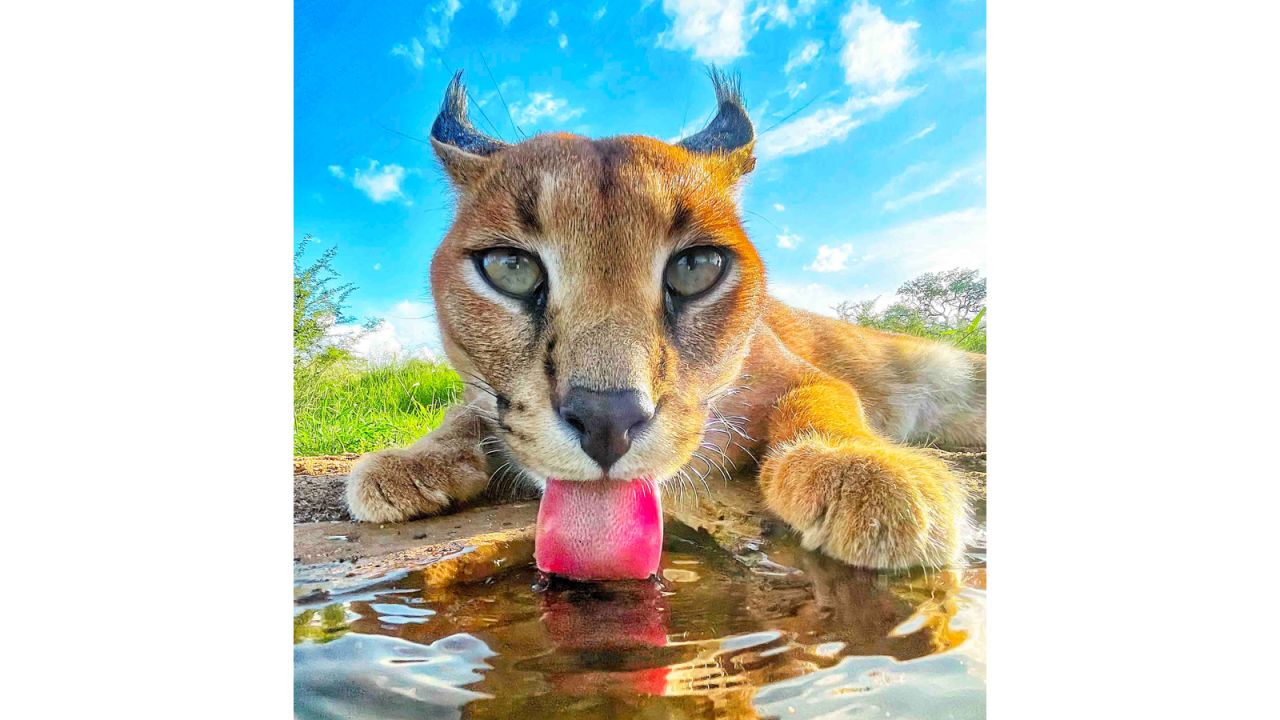 A wild caracal crouches down to have a cool drink in this photo, taken on an Apple iPhone. It's the winner of the "Mobile" category and was taken by photographer Jon Warburton in South Africa. The cat, named Duke, had recently been returned to the wild after a year of rehabilitation, during which Warburton had built a trusting relationship with him. "I miss him, but am happy he is living his life as intended," he said.