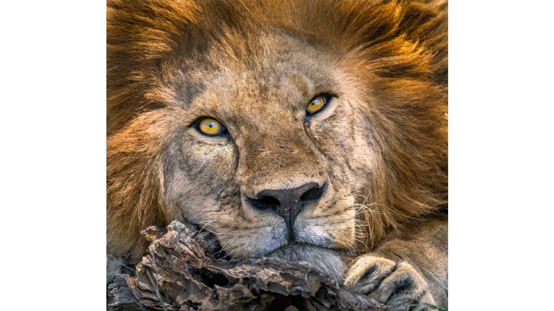 Driving through Ngorongoro Conservation Area in Tanzania, US-based photographer Russ Burden managed to snap this amazing image of a male African lion, winning the "African Wildlife Portraits" category. AWF estimates that lion populations have decreased by 43% over the past two decades alone. 