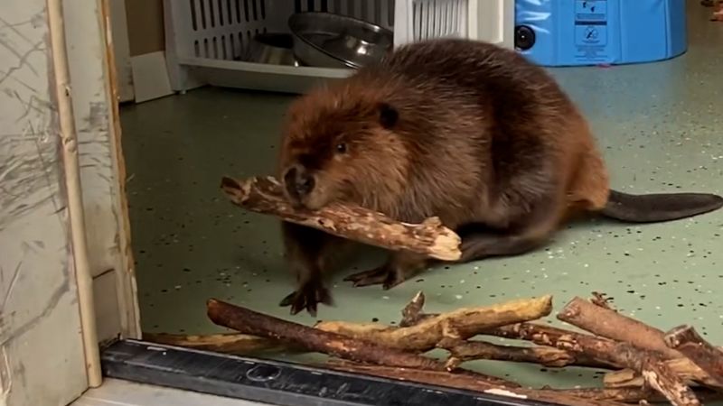 This adorable beaver video will make you say ‘dam!’ | CNN