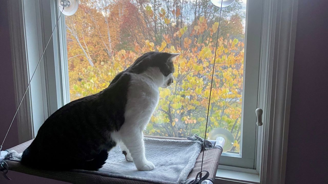 Pefuny Cat Window Hammock
