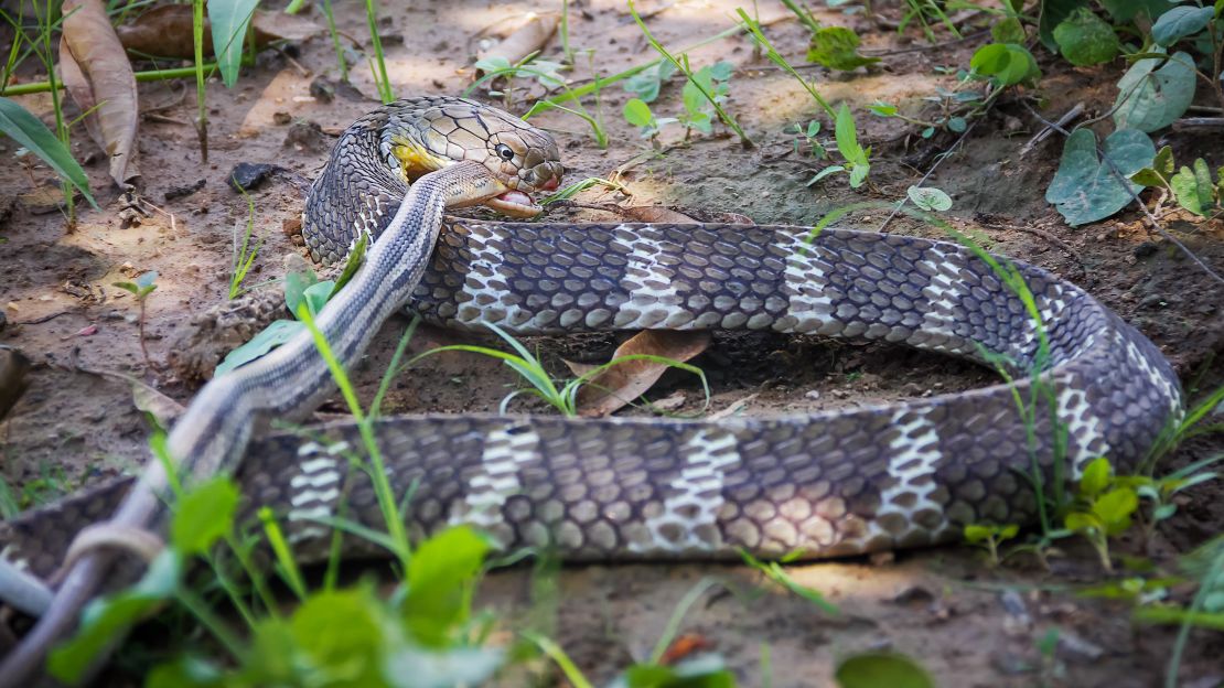 This king cobra in Thailand feasts on another snake.