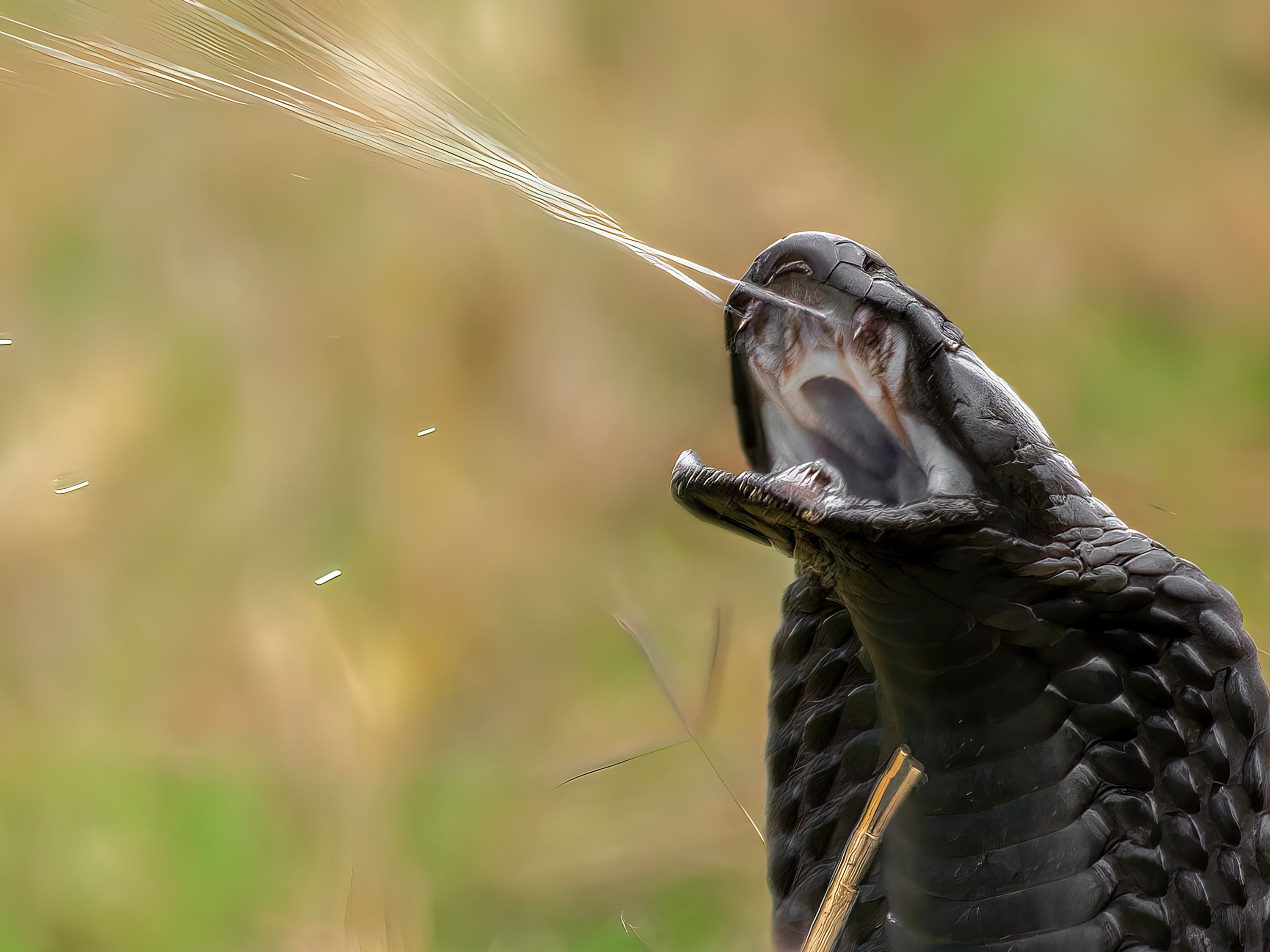 How to survive a cobra bite -- or better yet, avoid one ...