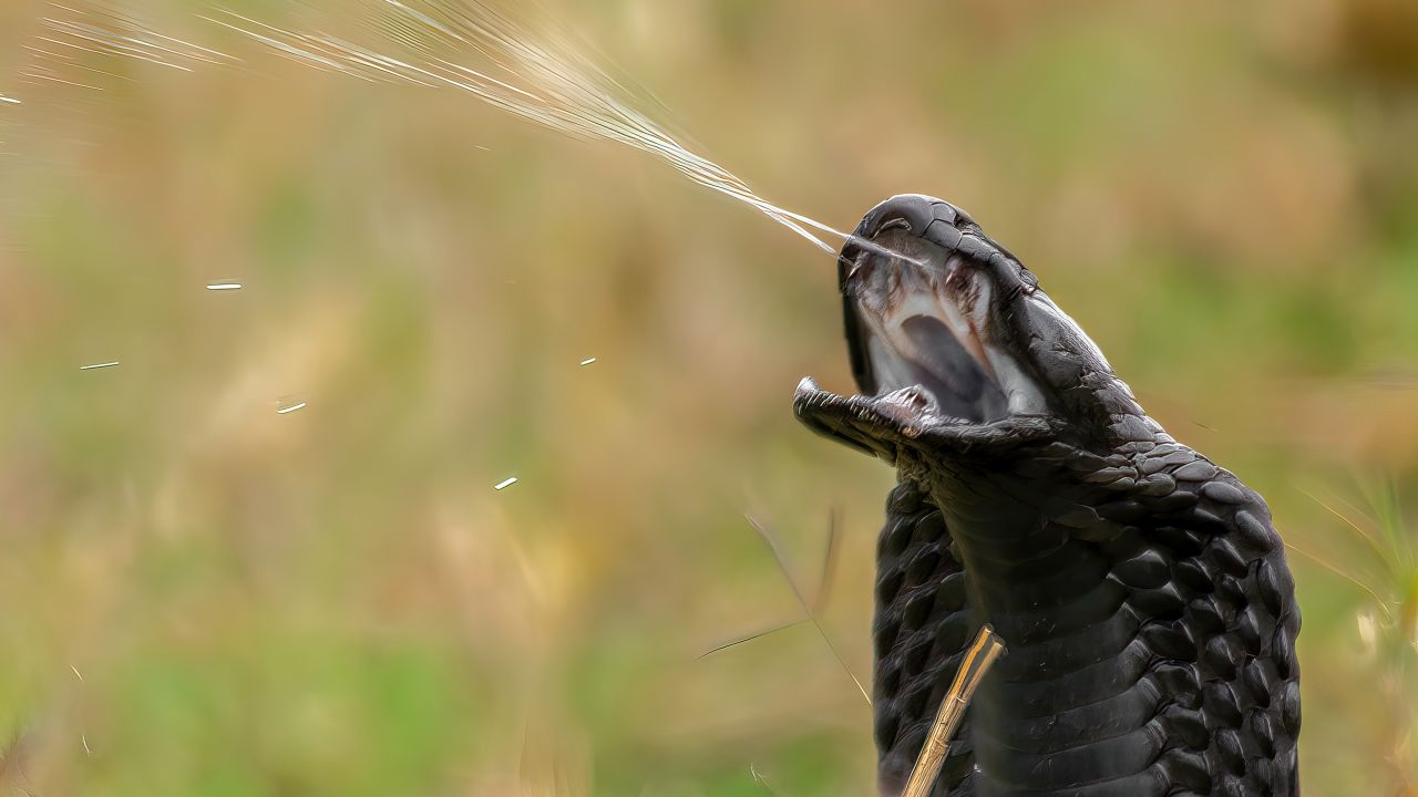 A black-necked spitting cobra projects its venom. At short distances, they can very accurately hit a person's eyes and possibly cause blindness.