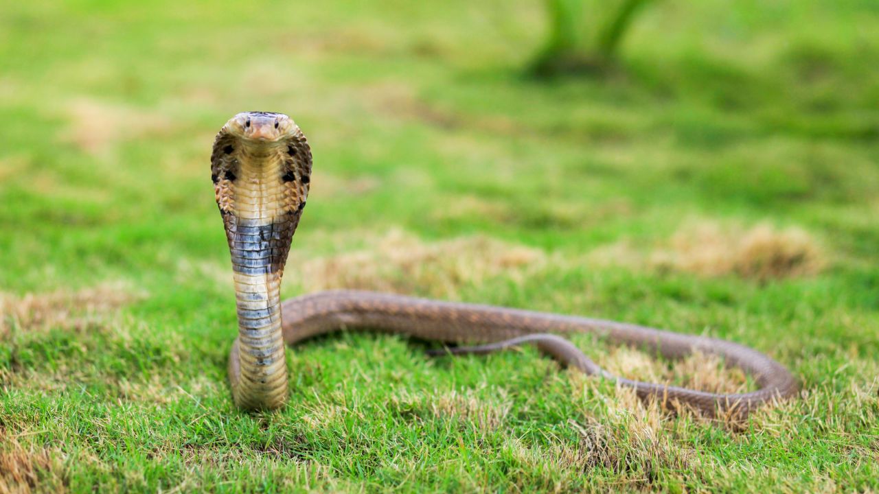Monocled cobra, Naja kaouthia, also called monocellate cobra, or Indian spitting cobra, is a venomous cobra species widespread across South and Southeast Asia,west bengal india